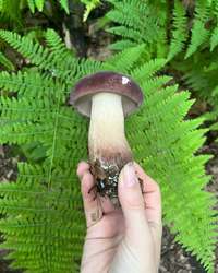 Wild Mushroom Foray at Leaser Lake!