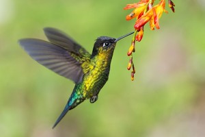 Hummingbird Challenge