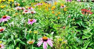 Join Wildlands for this Relaxing Poetry in the Park