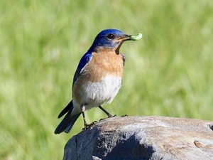Birding for Beginners