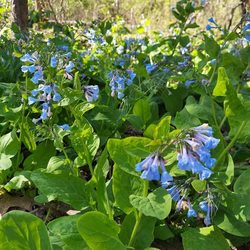 Native Plant Palooza