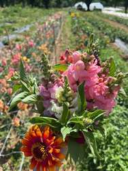 Spring Creek Farm Sip N Snip