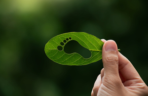 Sustainability Fair