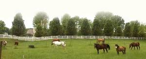 Miniature Horses | Dreams on Horseback