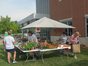 Tomato Festival