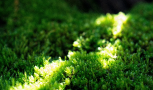 Moss Art Frame