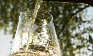 Sip & Stroll Fall Color