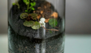 Mini Terrarium Drop-In
