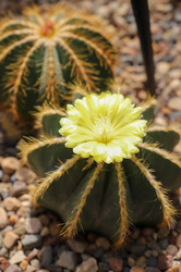 Mid-Iowa Cactus & Succulent Display and Sale