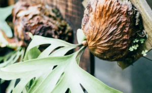 Mounted Staghorn Fern