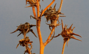 Fall Prairie Seed Walk