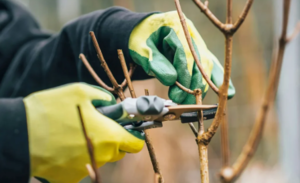Pruning: When + Where + How