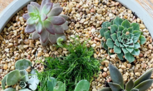 Advanced Cacti & Succulents