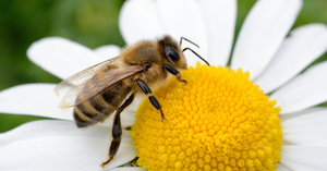 Life of a Bee