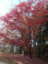 Durand Eastman Arboretum Tour