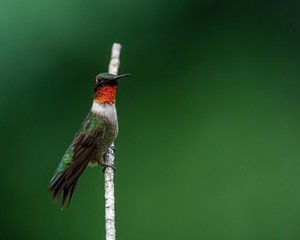 Hummingbird Bingo