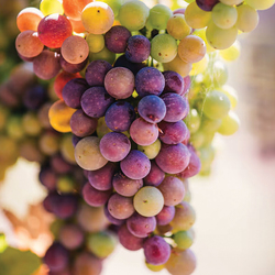 In the Vines:  Berry Sampling + Rosé Party