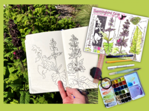 Keeping a Nature Journal
