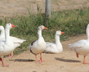 Duck Duck Goose with Dave Williams