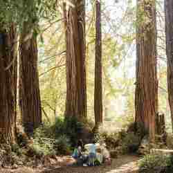 Redwoods in the Round Theatre: Presents Shakespeare Staged Reading