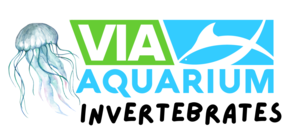 Invertebrates with VIA Aquarium