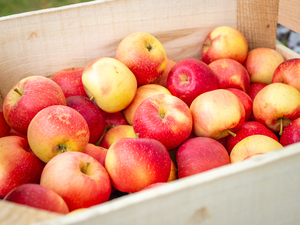 Welcome back to the Apple House!
