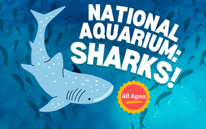 National Aquarium: Sharks! – Summer Reading Finale