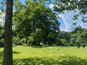Nathaniel Witherell Tree Walk