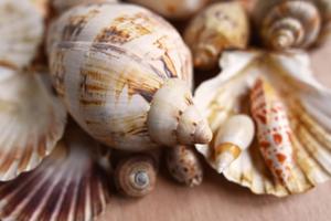 Shell Builders Workshop with Salem Sound Coastwatch