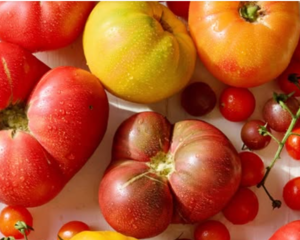 Harvest Tomato Series