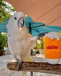 Wonder on Tap at Chubby Mermaid Brewing Co.