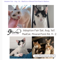 Cat and Kitten Adoption Fair