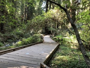 Metaphysical Tour of Muir Woods - An Enchanted Forest! A Truly Unique Experience!