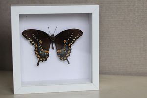 Butterflies: Pin and Preserve Workshop at the Botanical Gardens