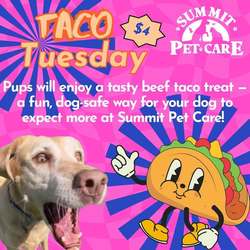 Taco Tuesday at Summit Pet Care