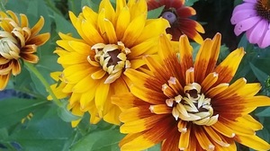Edwardsville Garden Club - Program – Resources for Gardeners Saturday August 8, 2026 12:00 – 1:00pm
