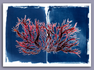 Artist & Author Talk: The Curious World of Seaweed