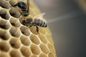 Little Stewards Workshop: Many Bees, One Hive