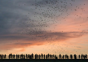 Bat City Film Night