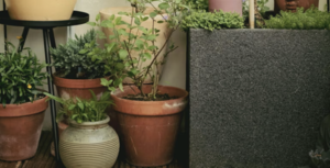 Container Gardening Workshop