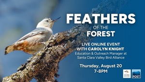 Feathers of the Forests