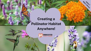 Creating a Pollinator Habitat Anywhere!