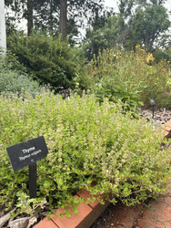 Herbal Tinctures Workshop
