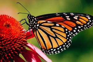 Wildlands Conservancy - Monarch Tagging & Meadow Exploration