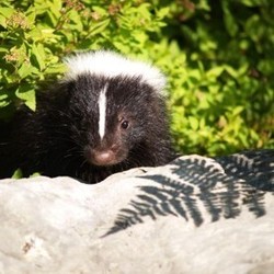 Wildlands Conservancy – Wildlife Meet and Greet