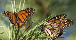 Wildlands Conservancy – Monarch Tagging & Meadow Exploration