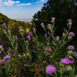 Wildlands Conservancy – Future of the Right-of-Way Stewardship Tour