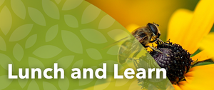 Lunch and Learn: Busy, Busy Bees