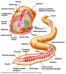 Worm Science