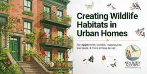 NJ Audubon: Creating Wildlife Habitats in Urban Homes
